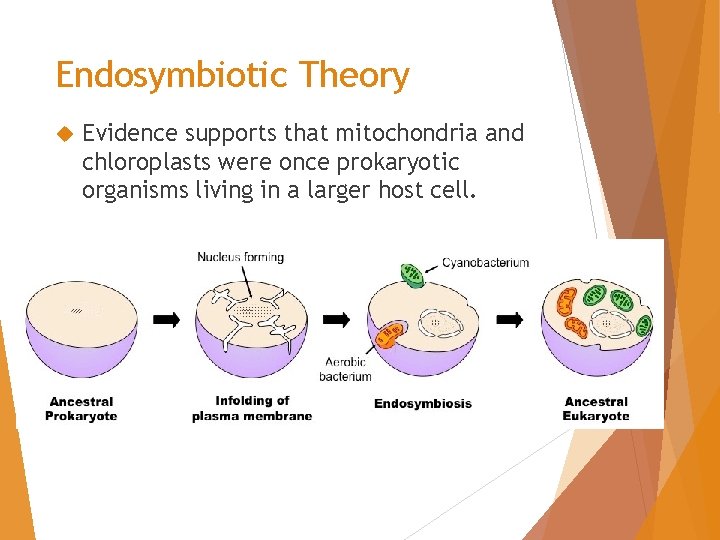 Endosymbiotic Theory Evidence supports that mitochondria and chloroplasts were once prokaryotic organisms living in
