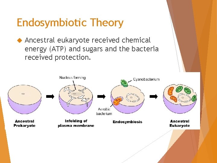 Endosymbiotic Theory Ancestral eukaryote received chemical energy (ATP) and sugars and the bacteria received