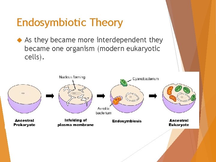 Endosymbiotic Theory As they became more interdependent they became one organism (modern eukaryotic cells).