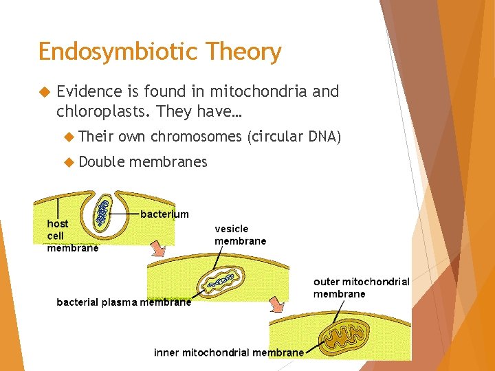 Endosymbiotic Theory Evidence is found in mitochondria and chloroplasts. They have… Their own chromosomes