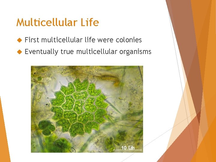 Multicellular Life First multicellular life were colonies Eventually true multicellular organisms 10 �m 