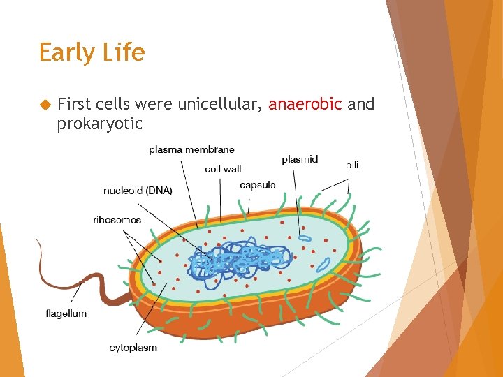 Early Life First cells were unicellular, anaerobic and prokaryotic 