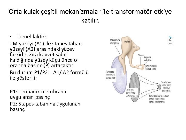 Orta kulak çeşitli mekanizmalar ile transformatör etkiye katılır. • Temel faktör; TM yüzeyi (A