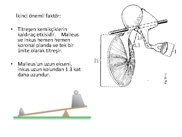 İkinci önemli faktör: • Titreşen kemikçiklerin kaldıraç etkisidir. Malleus ve inkus hemen koronal planda