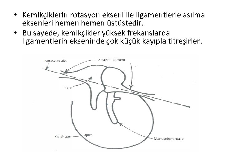  • Kemikçiklerin rotasyon ekseni ile ligamentlerle asılma eksenleri hemen üstüstedir. • Bu sayede,