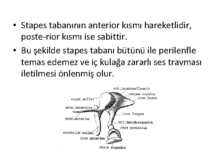  • Stapes tabanının anterior kısmı hareketlidir, poste rior kısmı ise sabittir. • Bu