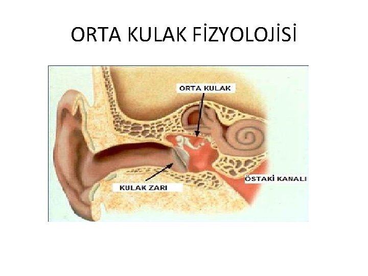 ORTA KULAK FİZYOLOJİSİ 