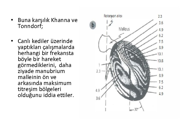  • Buna karşılık Khanna ve Tonndorf; • Canlı kediler üzerinde yaptıkları çalışmalarda herhangi