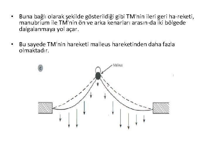  • Buna bağlı olarak şekilde gösterildiği gibi TM'nin ileri geri ha reketi, manubrium