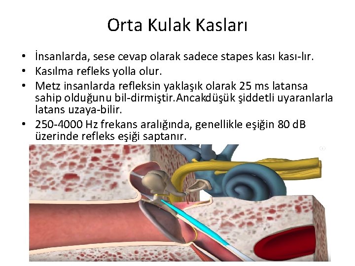 Orta Kulak Kasları • İnsanlarda, sese cevap olarak sadece stapes kası lır. • Kasılma