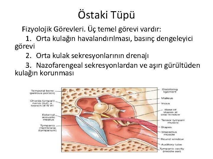 Östaki Tüpü Fizyolojik Görevleri. Üç temel görevi vardır: 1. Orta kulağın havalandırılması, basınç dengeleyici