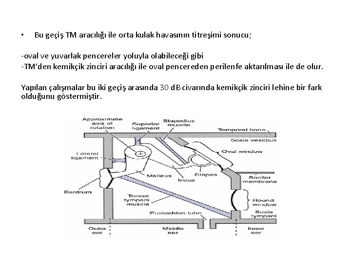  • Bu geçiş TM aracılığı ile orta kulak havasının titreşimi sonucu; oval ve