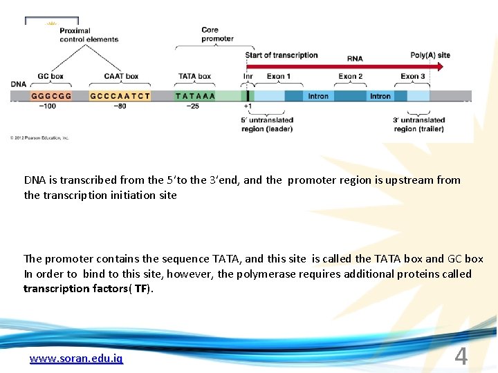 Upstream Region Embryology Molecular Signaling Behrouz Mahmoudi www soran edu