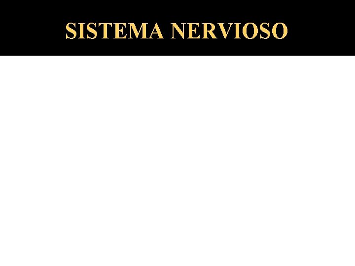 SISTEMA NERVIOSO 