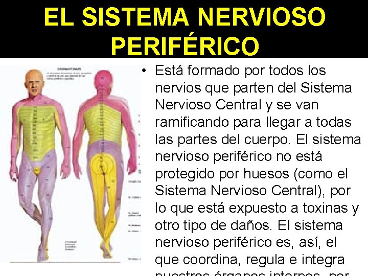 EL SISTEMA NERVIOSO PERIFÉRICO • Está formado por todos los nervios que parten del