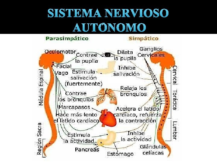 SISTEMA NERVIOSO AUTÓNOMO 