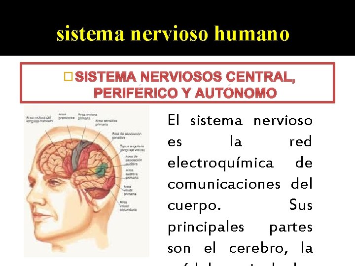 sistema nervioso humano � SISTEMA NERVIOSOS CENTRAL, PERIFÉRICO Y AUTÓNOMO El sistema nervioso es