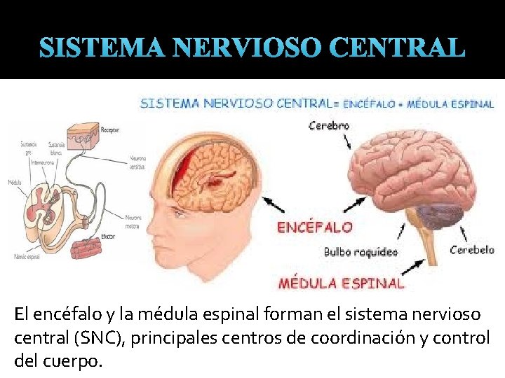 SISTEMA NERVIOSO CENTRAL El encéfalo y la médula espinal forman el sistema nervioso central