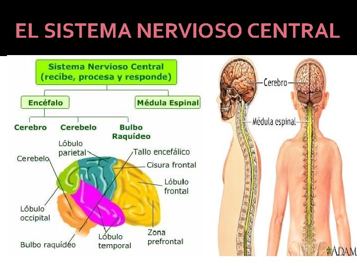 EL SISTEMA NERVIOSO CENTRAL 