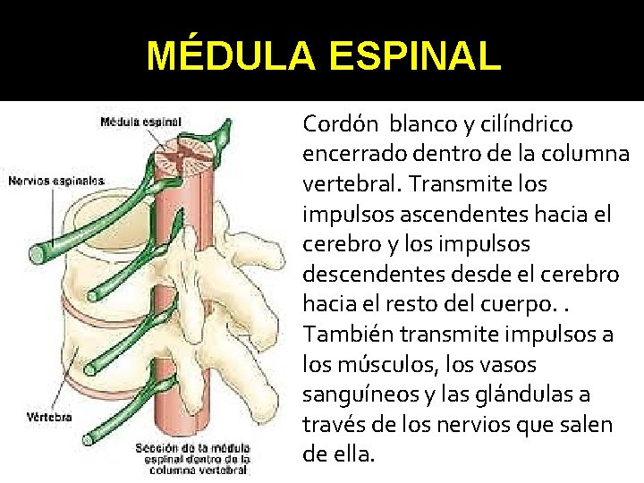 MÉDULA ESPINAL Cordón blanco y cilíndrico encerrado dentro de la columna vertebral. Transmite los