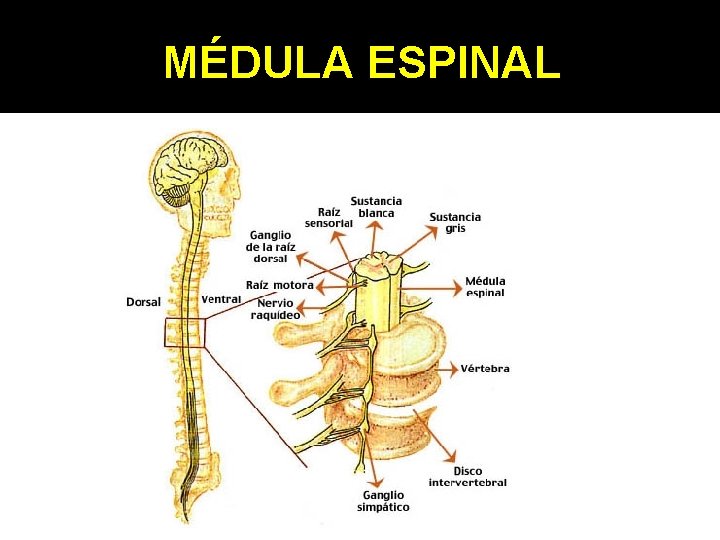 MÉDULA ESPINAL 