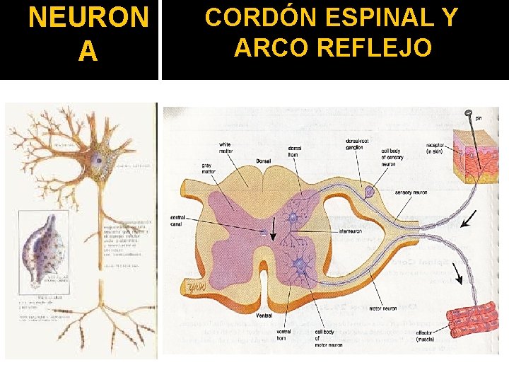 NEURON A CORDÓN ESPINAL Y ARCO REFLEJO 