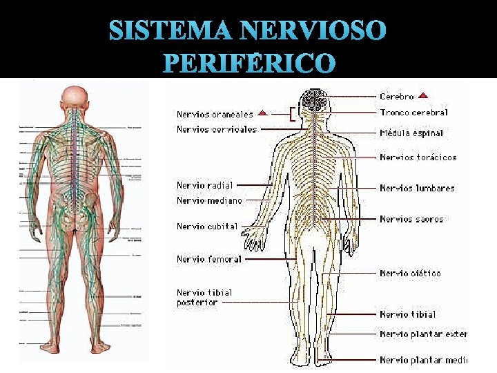 SISTEMA NERVIOSO PERIFÉRICO 