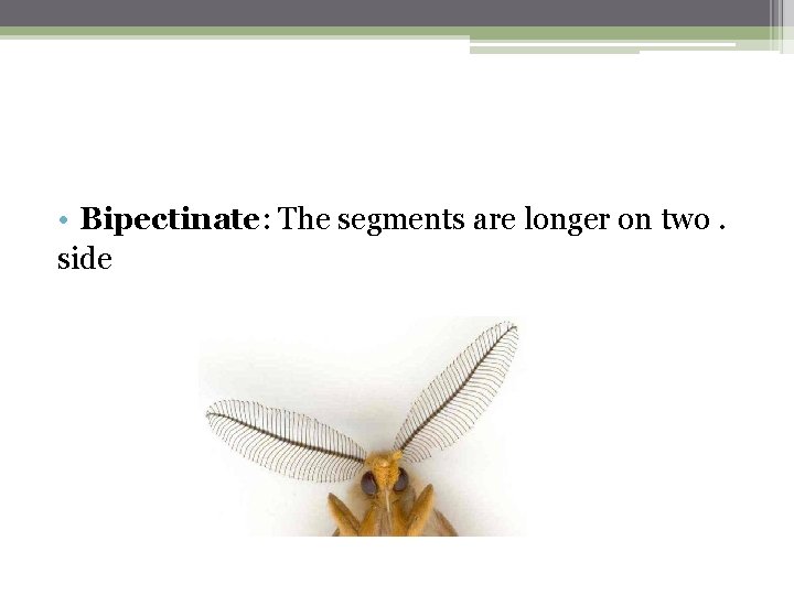  • Bipectinate: The segments are longer on two. side 