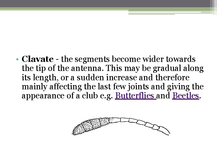  • Clavate - the segments become wider towards the tip of the antenna.