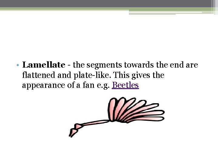  • Lamellate - the segments towards the end are flattened and plate-like. This