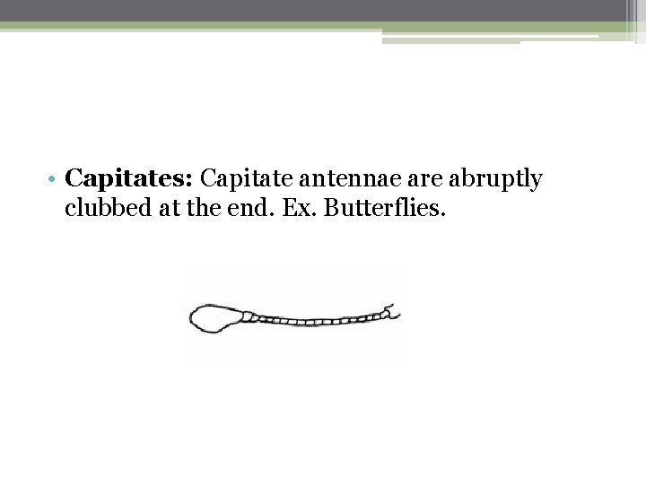  • Capitates: Capitate antennae are abruptly clubbed at the end. Ex. Butterflies. 