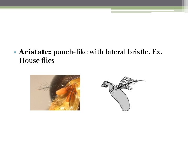  • Aristate: pouch-like with lateral bristle. Ex. House flies 