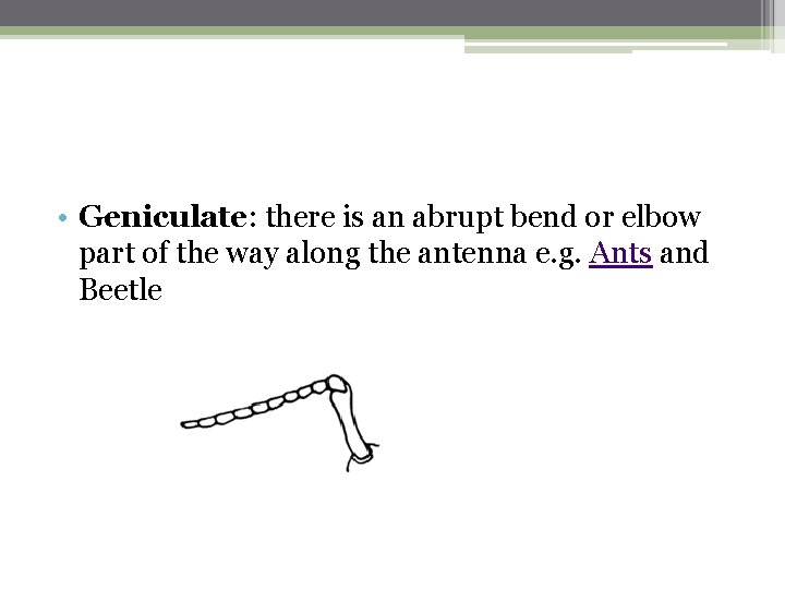  • Geniculate: there is an abrupt bend or elbow part of the way