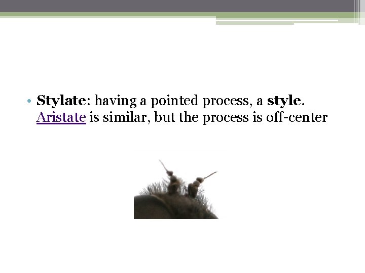  • Stylate: having a pointed process, a style. Aristate is similar, but the