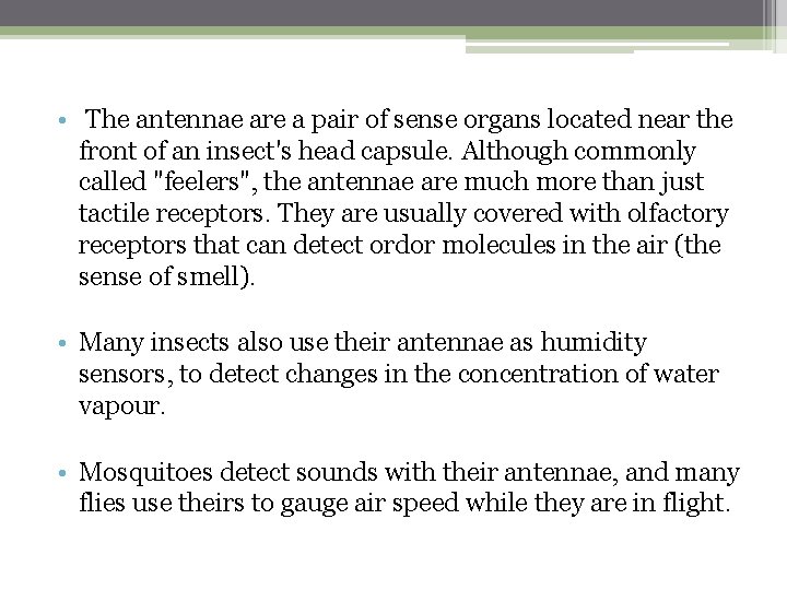  • The antennae are a pair of sense organs located near the front