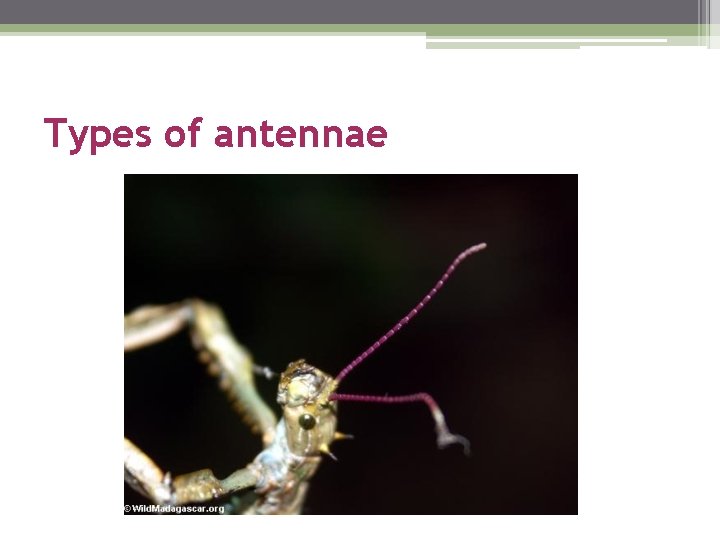 Types of antennae 