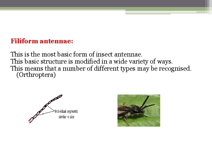 Filiform antennae: This is the most basic form of insect antennae. This basic structure