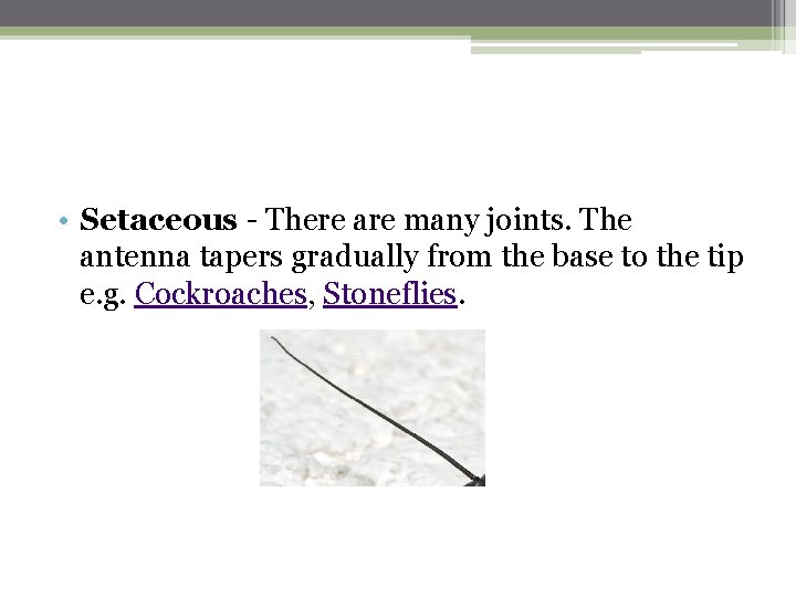  • Setaceous - There are many joints. The antenna tapers gradually from the