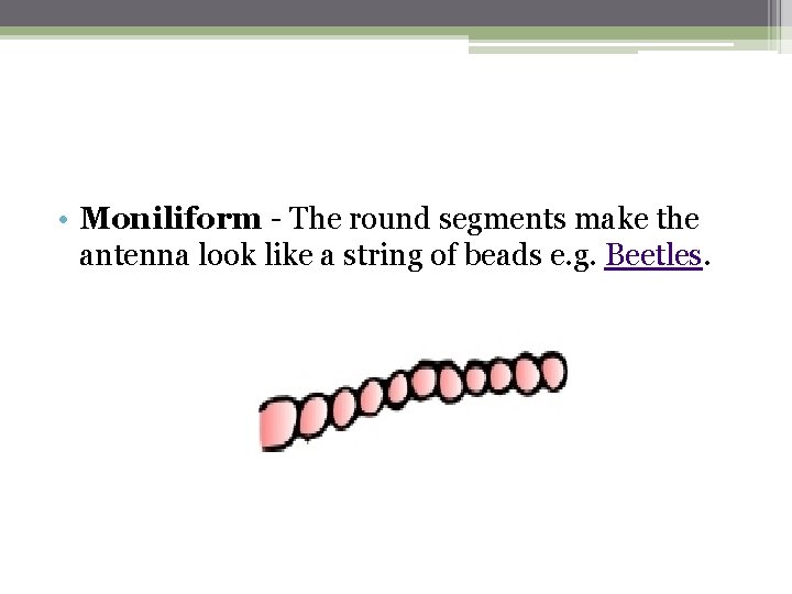  • Moniliform - The round segments make the antenna look like a string