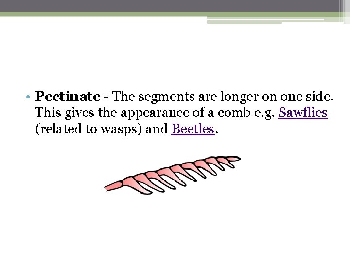  • Pectinate - The segments are longer on one side. This gives the