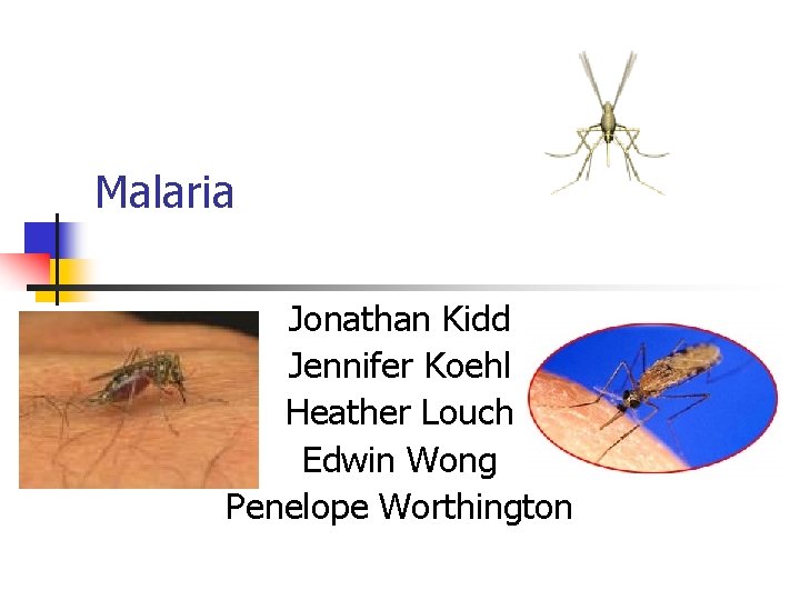 Malaria Jonathan Kidd Jennifer Koehl Heather Louch Edwin Wong Penelope Worthington 