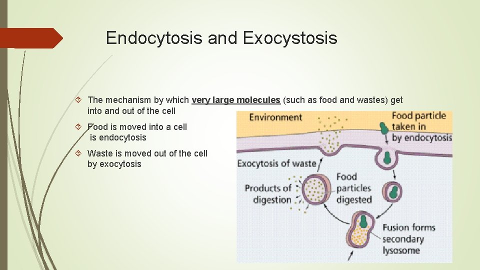 Endocytosis and Exocystosis The mechanism by which very large molecules (such as food and