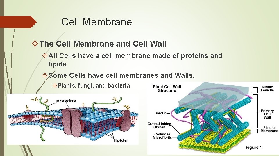 Cell Membrane The Cell Membrane and Cell Wall All Cells have a cell membrane
