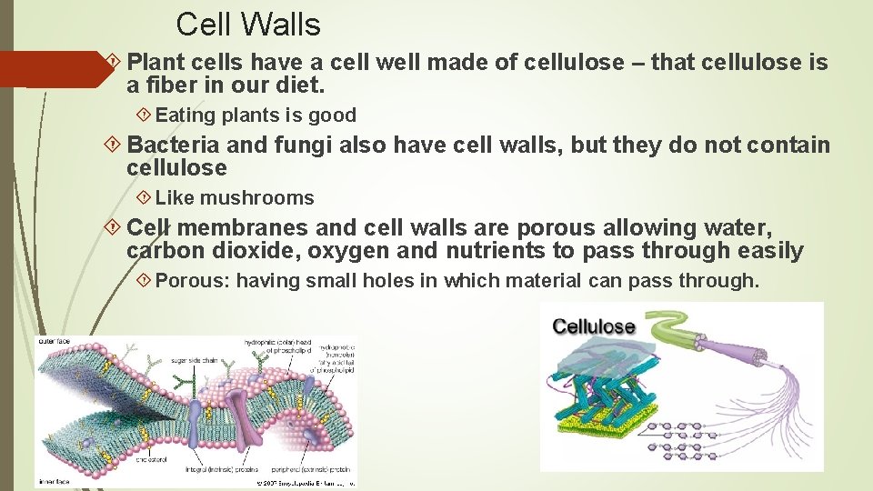 Cell Walls Plant cells have a cell well made of cellulose – that cellulose
