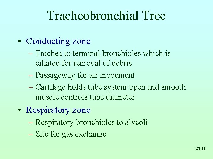 Tracheobronchial Tree • Conducting zone – Trachea to terminal bronchioles which is ciliated for