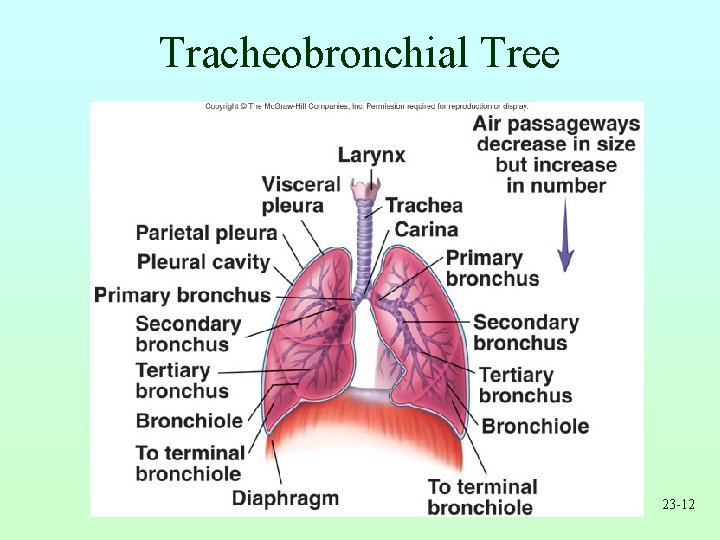 Tracheobronchial Tree 23 -12 