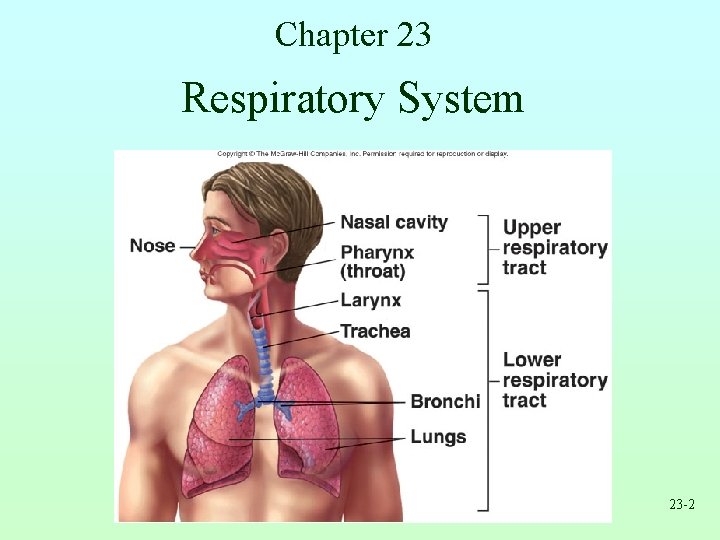 Chapter 23 Respiratory System 23 -2 