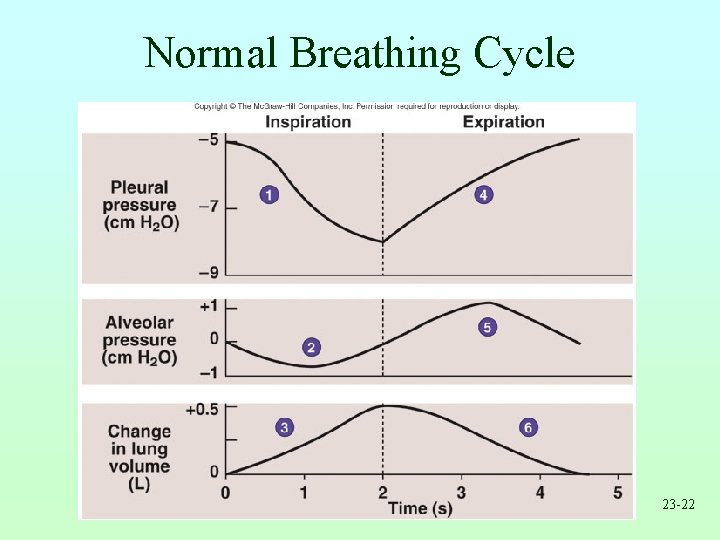 Normal Breathing Cycle 23 -22 