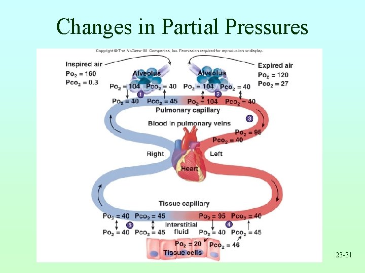 Changes in Partial Pressures 23 -31 