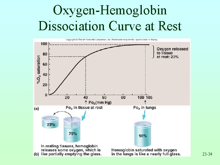 Oxygen-Hemoglobin Dissociation Curve at Rest 23 -34 